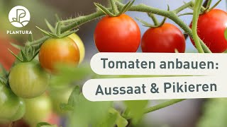 Tomaten anbauen Aussaat amp pikieren Anleitung [upl. by Riplex340]