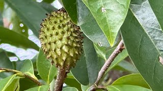 Soursop Sweetsop Atemoya Natural Farming Fruit Trees  51824 [upl. by Enirhtak]