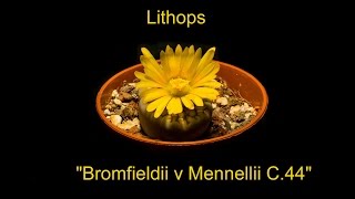 Lithops quotBromfieldii v Mennellii C44quot [upl. by Zelda]