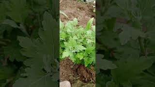 Artemisia lactiflora leafytale nature farming flowertypes garden [upl. by Kile970]