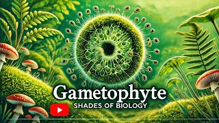 Gametophyte VS Sporophyte Part  1 l NEET l CBSE l Plant Kingdom [upl. by Millwater984]