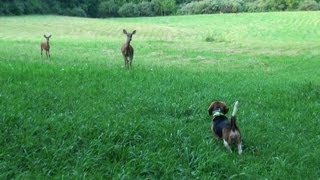 Skyviews Beagles Pleasure Run With Deer July 19 2011mpg [upl. by Luben]