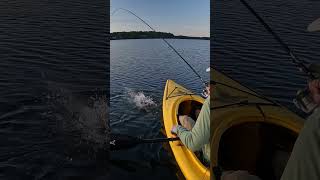 White Perch on a CC Freeloader perch rapala fishing [upl. by Eniroc944]