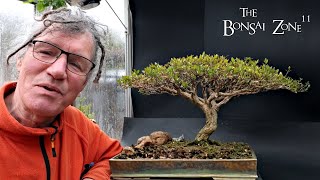 Hard Pruning My Serissa The Bonsai Zone April 2024 [upl. by Springer]