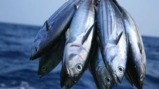 Which Fish Contain Mercury [upl. by Akimet]