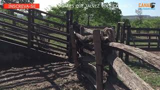 Video feito na fazenda raizama em guarani de goiás agradeço pelo corinho de todos N202425 [upl. by Wini]