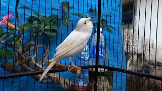 canary bird sound at its best Canary training song [upl. by Anoi]