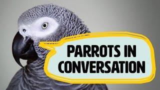 Amazing talking parrots documentary with African Greys [upl. by Burr]