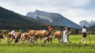 Almabtrieb am Königssee [upl. by Aehsat]