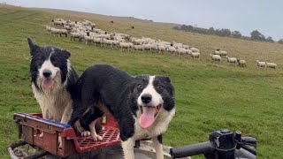 Two amazing border collie sheepdogs herding sheep [upl. by Aleksandr273]