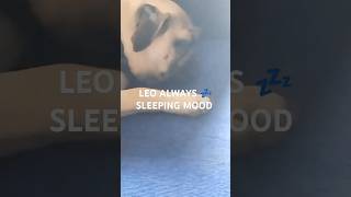 LEO ALWAYS READY TO SLEEPING MOOD Monicas vlogs [upl. by Alemrac452]