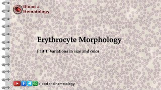 Erythrocyte morphology  part 1 size and color variations [upl. by Aphrodite830]