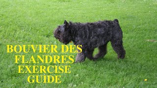 Bouvier des Flandres exercise Need and Ideas [upl. by Watkin512]