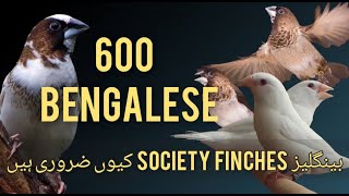 600 Bengalese Finches  Society Finch  Benglese q zaroori he  by Laraib ali syed [upl. by Neda]