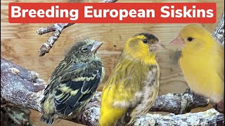 Breeding European Siskins and their Mutations  a full guide [upl. by Amy]