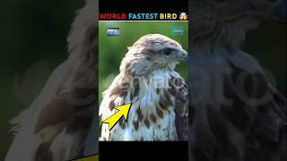 World Fastest Bird 🤯  shorts short facts [upl. by Clarita832]