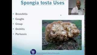 Spongia Tosta Homeopathic Medicine Tips For Beginners [upl. by Nnairb]