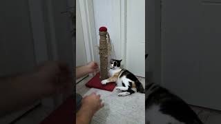 tırmalama tahtasına başkasının dokunmasına izin vermeyen komik kedi 😂keşfet cat kedi [upl. by Koehler879]