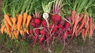 Beet and Carrot Harvest amp Planting a Few Melons [upl. by Leuqim]