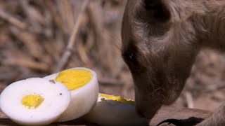 Whats a Meerkats Favourite Food  BBC Earth [upl. by Royal]