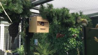 Vogel buiten voliere Bird aviary outside [upl. by Emoreg643]