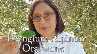 Eryngium Alpinum benefits ما هي فوائد القرص عنّة [upl. by Ayekel]