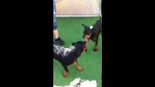 Rottweiler vs Doberman [upl. by Olimpia]