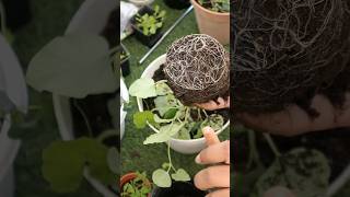 BALCONY GARDEN  VEGETABLE GARDEN dubai trending viralvideo shorts [upl. by Toile]