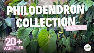 20 Species of Philodendron House Plant Collection Tour [upl. by Touber]