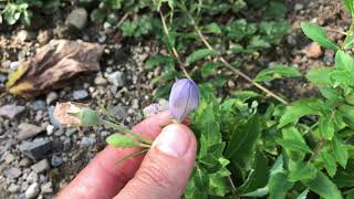 Platycodon grandiflorus Ballonblume [upl. by Carrnan]