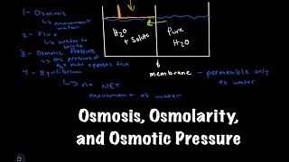 Osmosis Osmolarity and Osmotic Pressure [upl. by Undine]