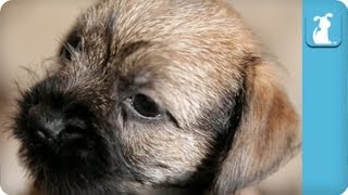 Cuddle With a Beautiful Border Terrier Puppy  Puppy Love [upl. by Ibrahim845]