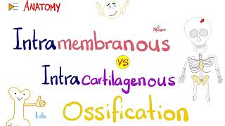 Intramembranous vs Intracartilagenous Ossification 🦴  Anatomy Series [upl. by Reinertson]