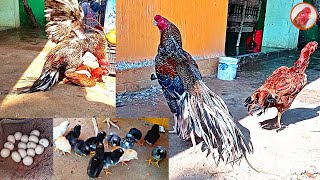 Parrot beak long tail keeri chicks came out laying 15 eggs 13 chicks came out  Nayak aseel farm [upl. by Aryt]