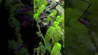 Neon Tetras [upl. by Schacker]