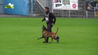 Campeonato Mundial de Adestramento  FCI 2012  Obediência B93 pontos Pastor Belga Malinois [upl. by Glori]