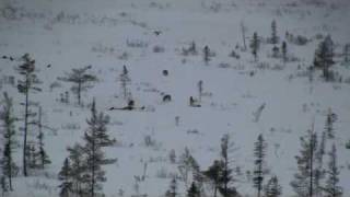 Pack of Wild Eastern Wolves in Algonquin Provincial Park wwwalgonquinparkonca [upl. by Mccready]