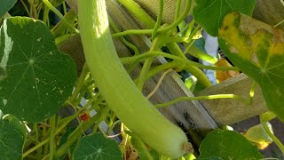 THIS INDIAN SNAKE CUCUMBER IS GROWING PRETTY FAST AND NOW THERE ARE TWO update cucumbers [upl. by Aisayt]