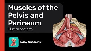 Muscles of the Pelvis and Perineum  Urogenital diaphragm  Anatomy amp Function [upl. by Suryc]