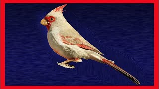 Pyrrhuloxia Song Pyrrhuloxia Call Pyrrhuloxia Sound  Cardenal Pardo Canto  Cardinalis Sinuatus [upl. by Rosen]