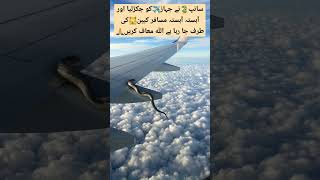 Flying snack on commercial airliner wing shortvideo aviation pafpilots americanpresident [upl. by Diella]