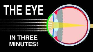 EYE ANATOMY IN 3 MINUTES [upl. by Oirasor]