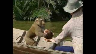 Monkeys trained to pick coconuts [upl. by Negam861]