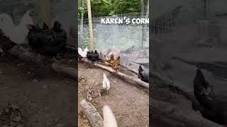 Chickens Act Like High School Cliques 🐔  Funny Homestead Shorts [upl. by Solis]