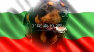 Top 5 Bulgarian Dog Breeds [upl. by Uriel947]