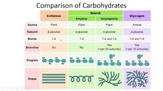 Carbohydrates Classification Structures and Functions  Lecture 6a [upl. by Aedni]