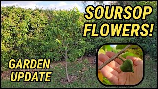 Exciting Soursop Tree Update Backyard Florida Garden Guanabana [upl. by Greabe770]