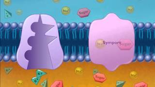 Cotransport Symport and Antiport [upl. by Rodrick]