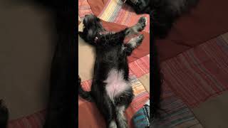 Probiers Mal puppy fypシ゚viral minitureschnauzer sortsyoutube love animalslover doglover [upl. by Gerger]