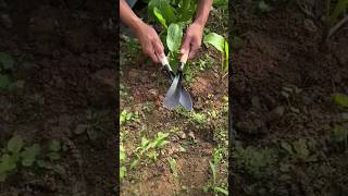 The process of replanting a plant using a convenient tool [upl. by Hsirahc381]